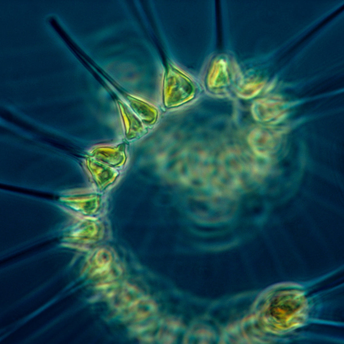 11 Benefits of Phytoplankton and why it is ODNOVA’s fundamental ingred