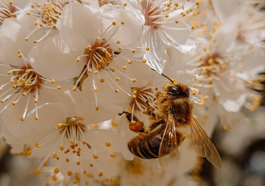 The Science Behind Bee Products in Supplements
