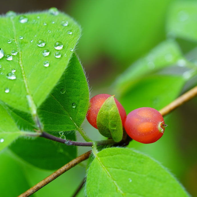 What are the benefits of Schisandra in ODNOVA GLO?